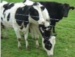 Field Fence